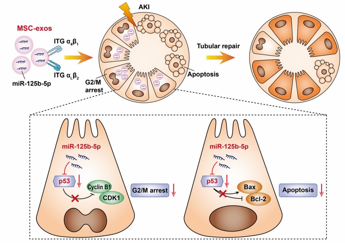 Fig.2 Mechanism of MSC-exosome therapy for acute kidney injury.